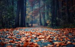 beautiful-fall-leaves-hd-wallpaper.jpg