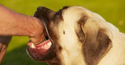 7-home-remedies-for-dog-bites-770x402.jpg