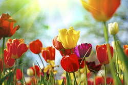spring.jpg