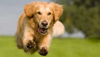 dog running.jpg