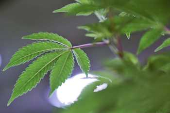 marijuana 2.jpg